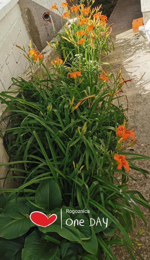 רוגוזניצה Bugenvila מראה חיצוני תמונה